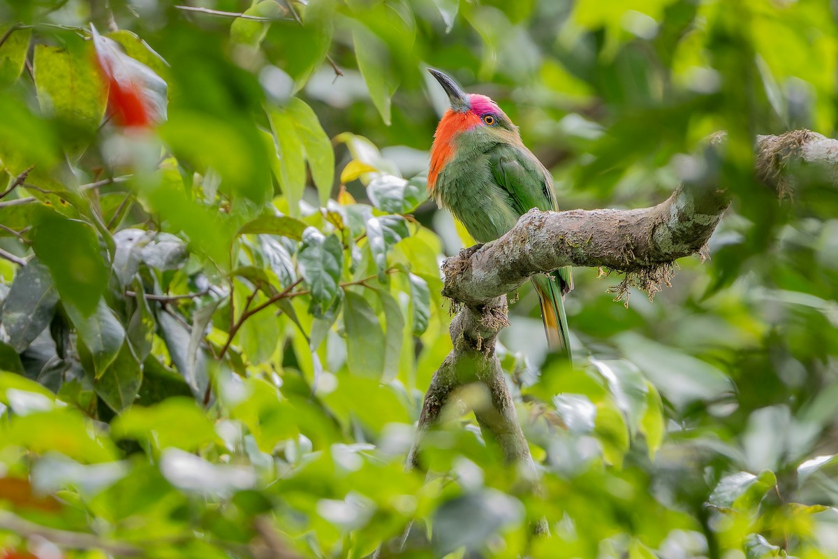 Red-bearded Bee-eater - ML640509971