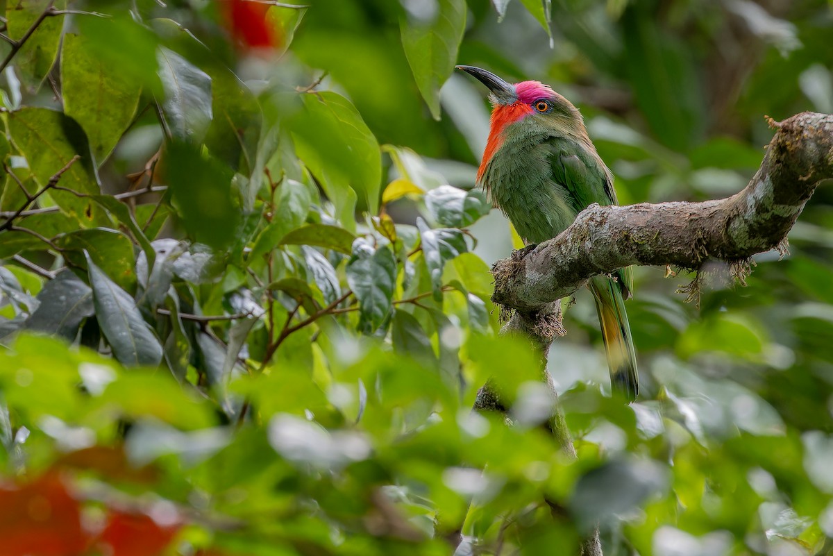 Red-bearded Bee-eater - ML640509972