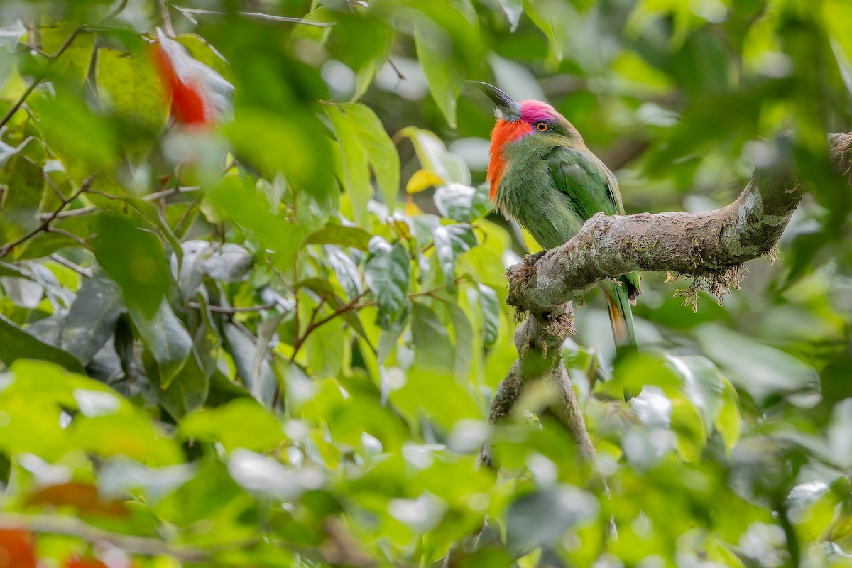 Red-bearded Bee-eater - ML640509973
