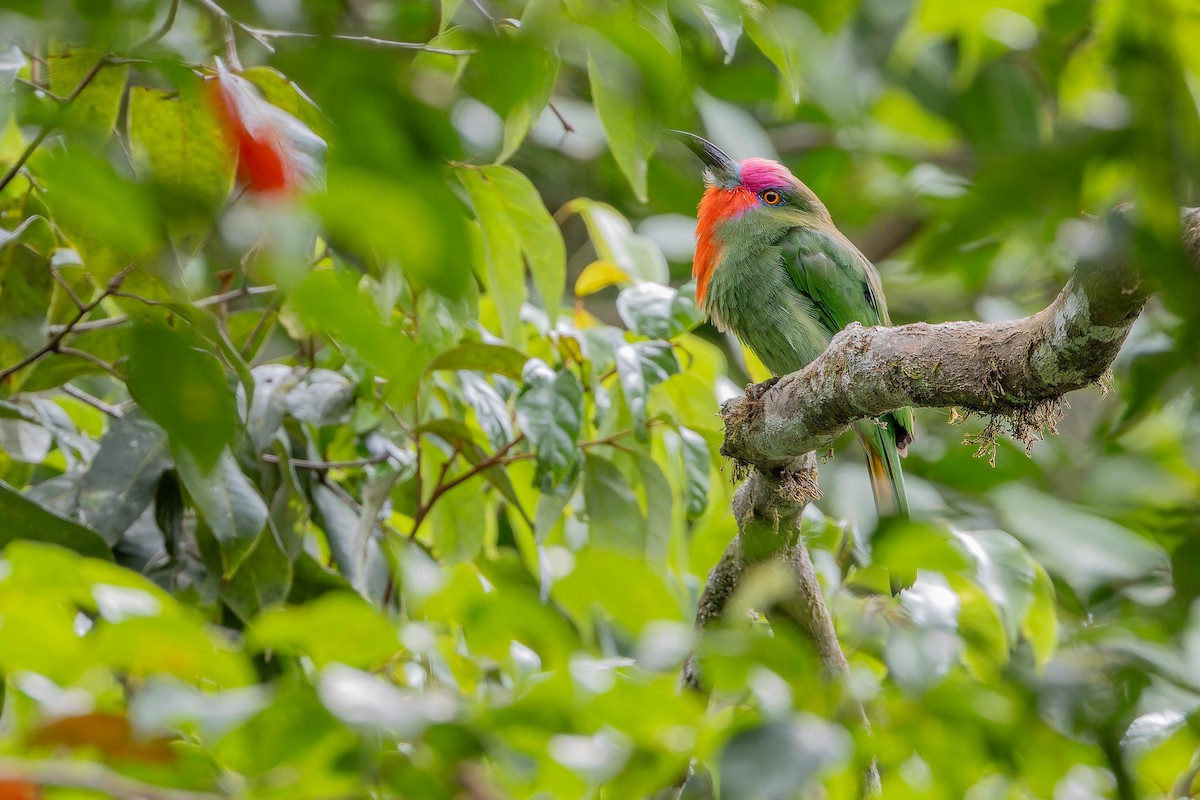 Red-bearded Bee-eater - ML640509974