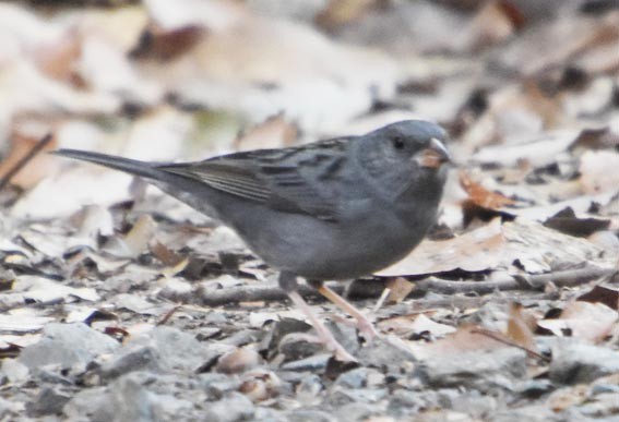 Bruant gris - ML640509993