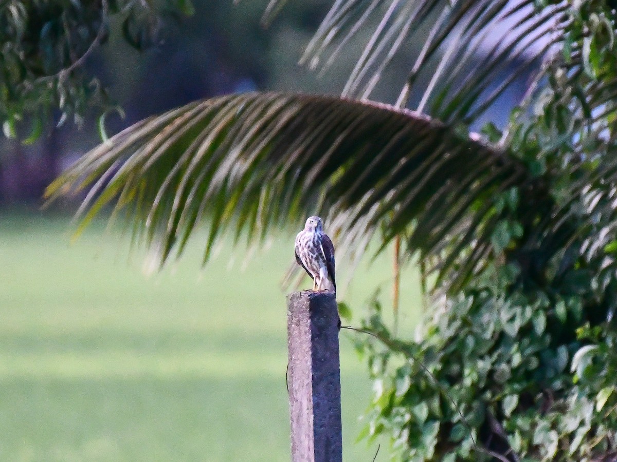 Shikra - ML640510006