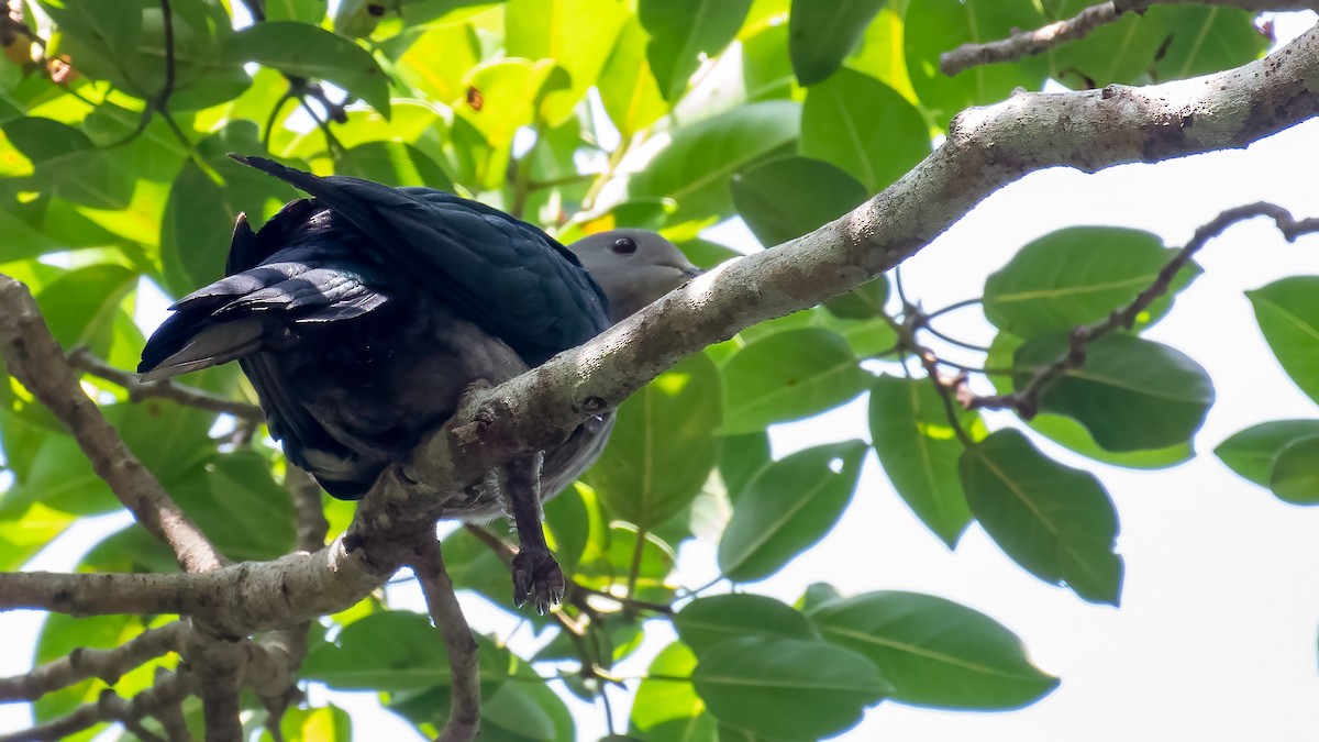 ミカドバト - ML640510010