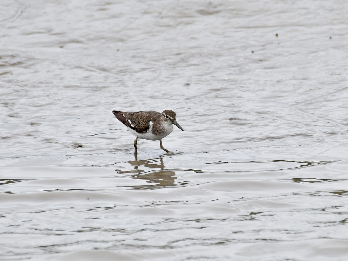 strandsnipe - ML640510081
