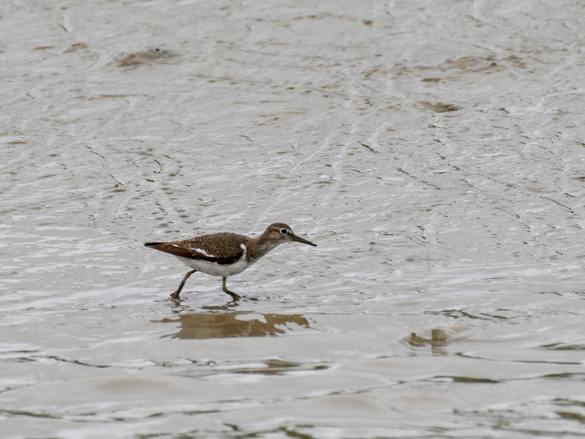 strandsnipe - ML640510082