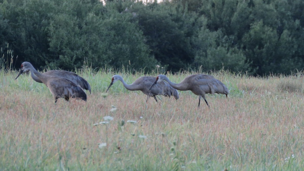 Sandhill Crane - ML640510099