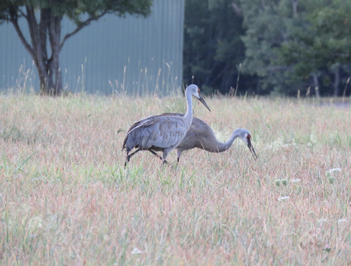 Sandhill Crane - ML640510100