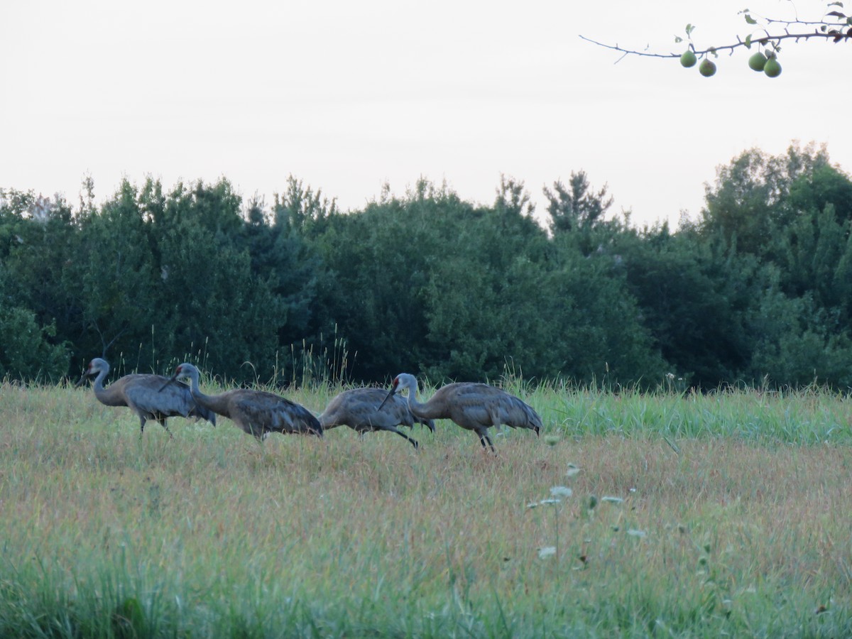 Sandhill Crane - ML640510101