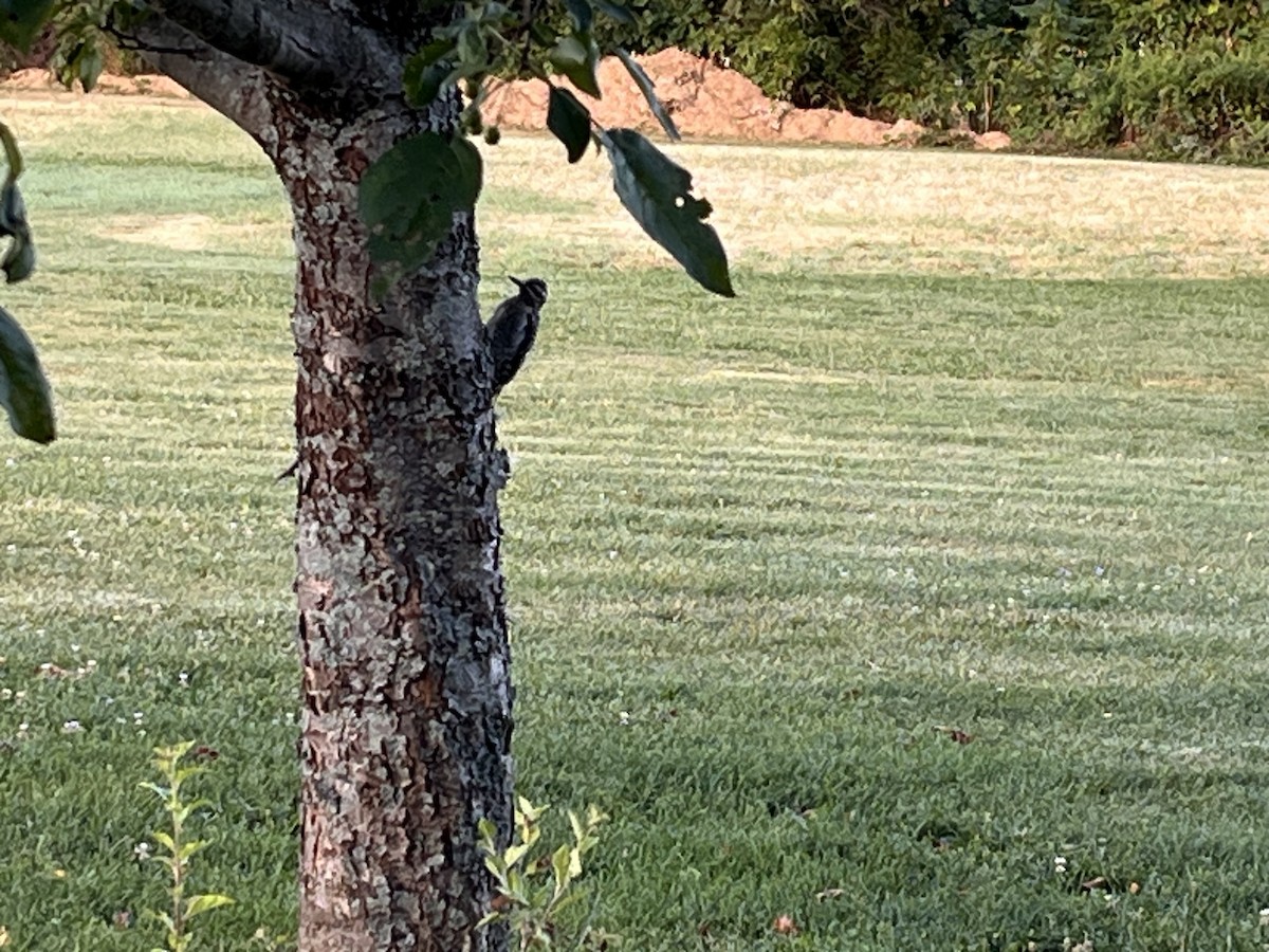 Yellow-bellied Sapsucker - ML640510108
