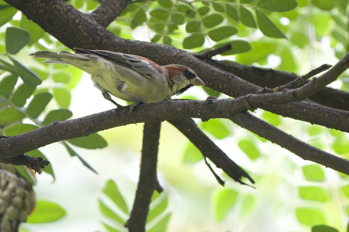 Plain-backed Sparrow - ML640510176