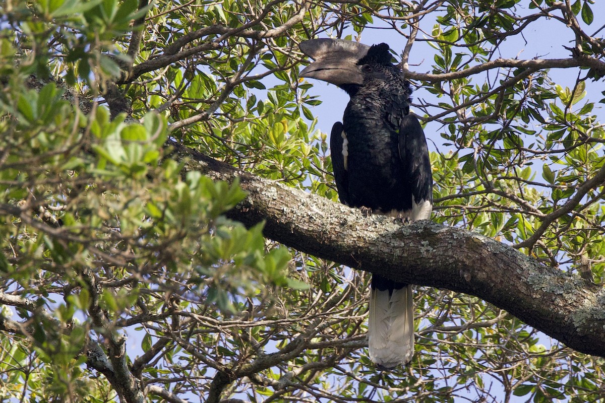 Black-and-white-casqued Hornbill - ML640510184