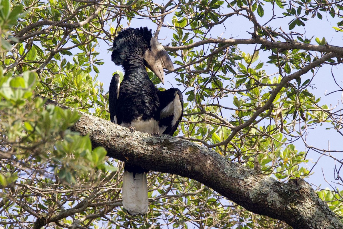 Black-and-white-casqued Hornbill - ML640510185