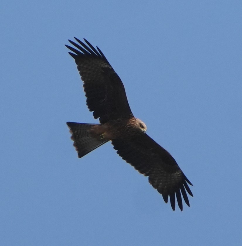 Black Kite - ML640510203