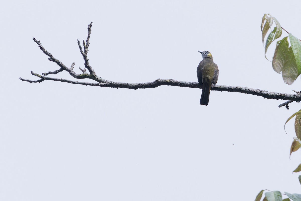 Spot-necked Bulbul - ML640510209