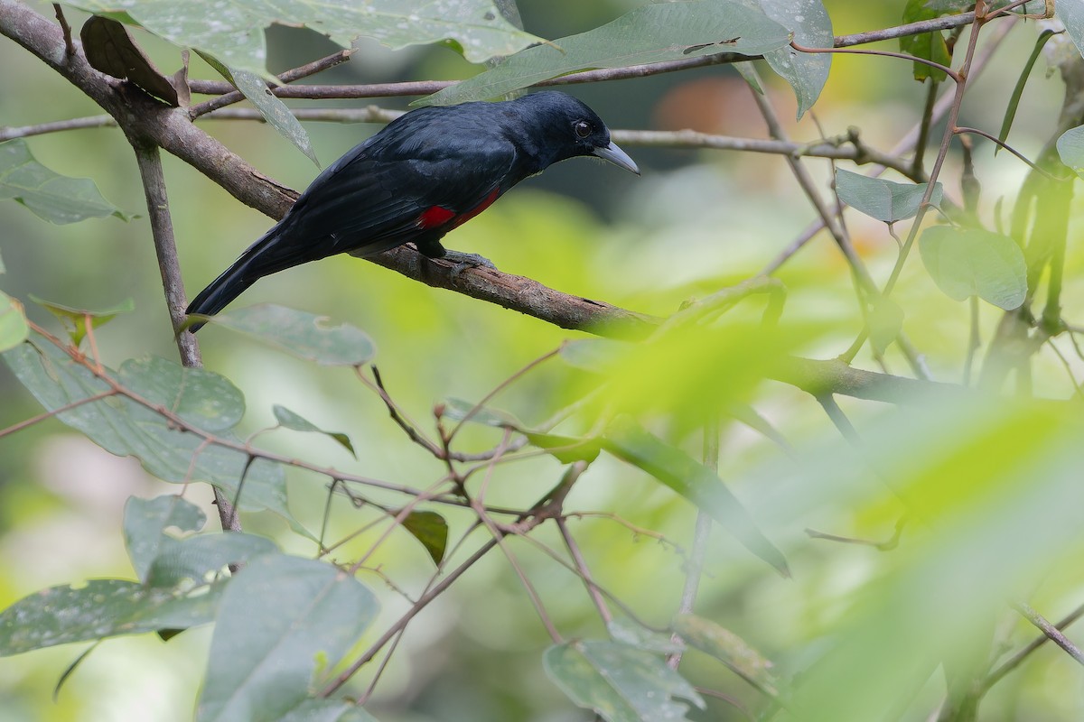 Black-and-crimson Oriole - ML640510246