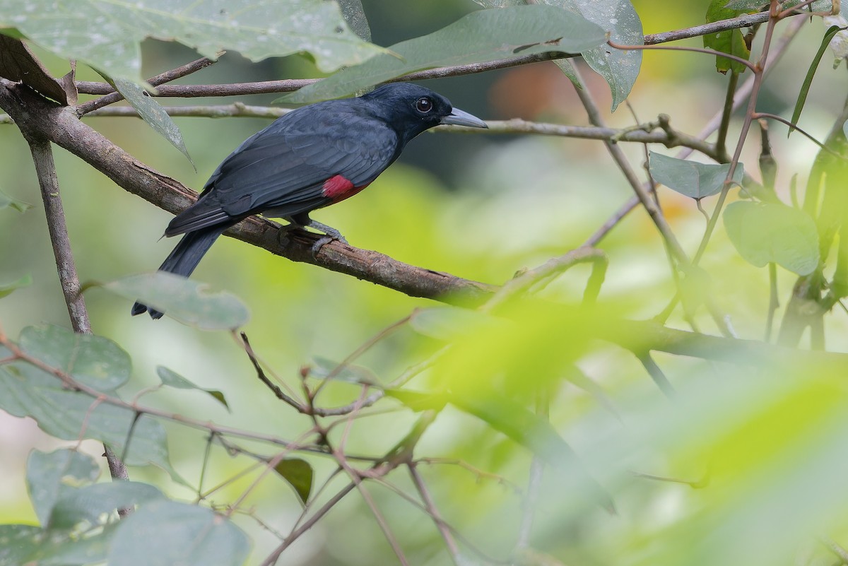Black-and-crimson Oriole - ML640510247
