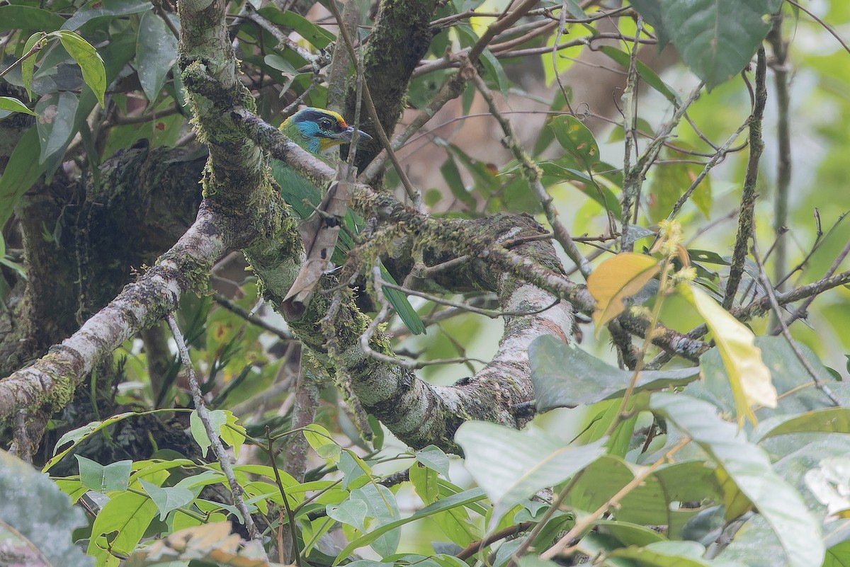 Black-browed Barbet - ML640510249