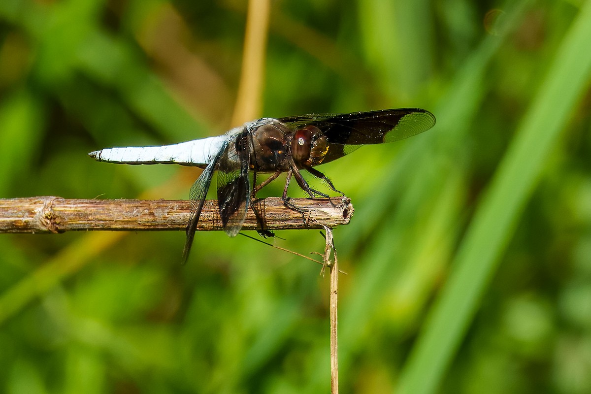 Common Whitetail - ML640510388