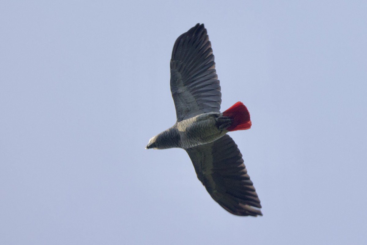 Gray Parrot - ML640510436
