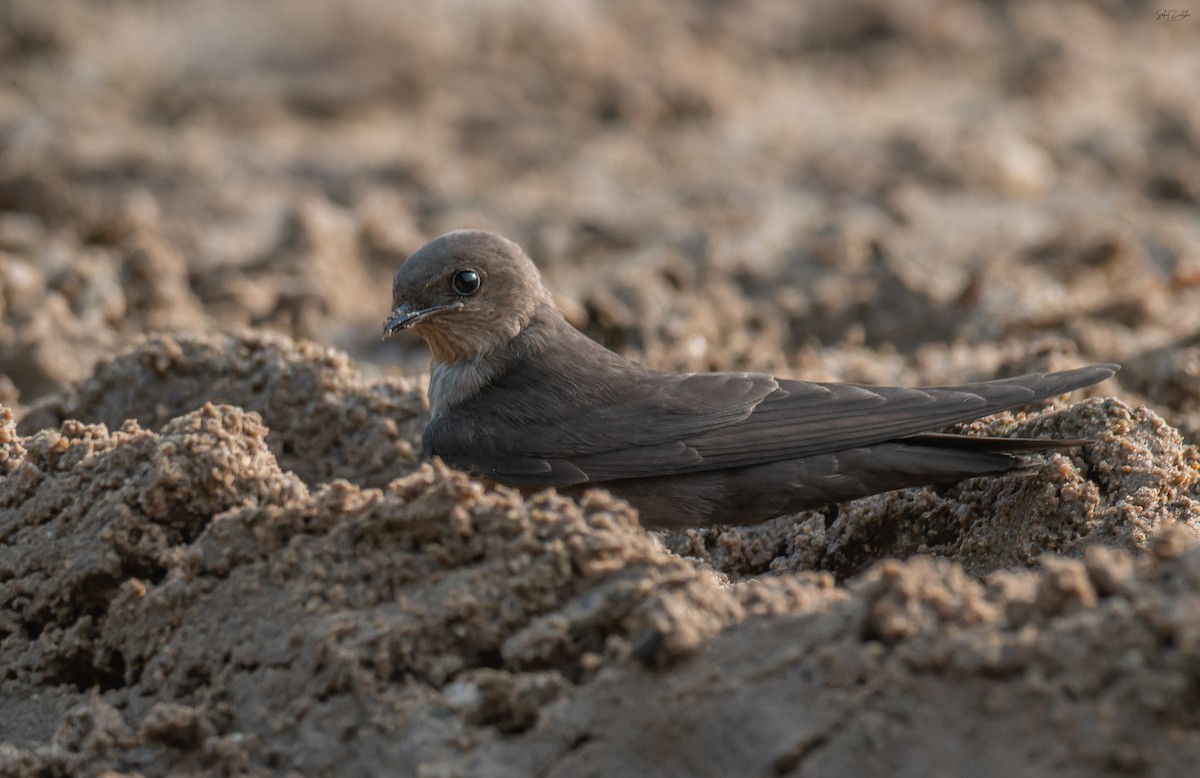 Dusky Crag-Martin - ML640510445