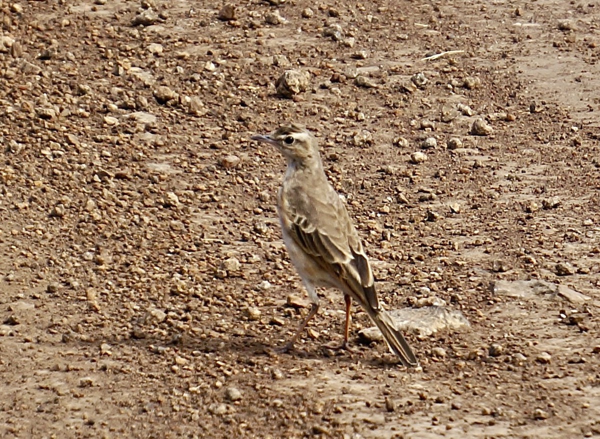 Braunrückenpieper - ML640510460