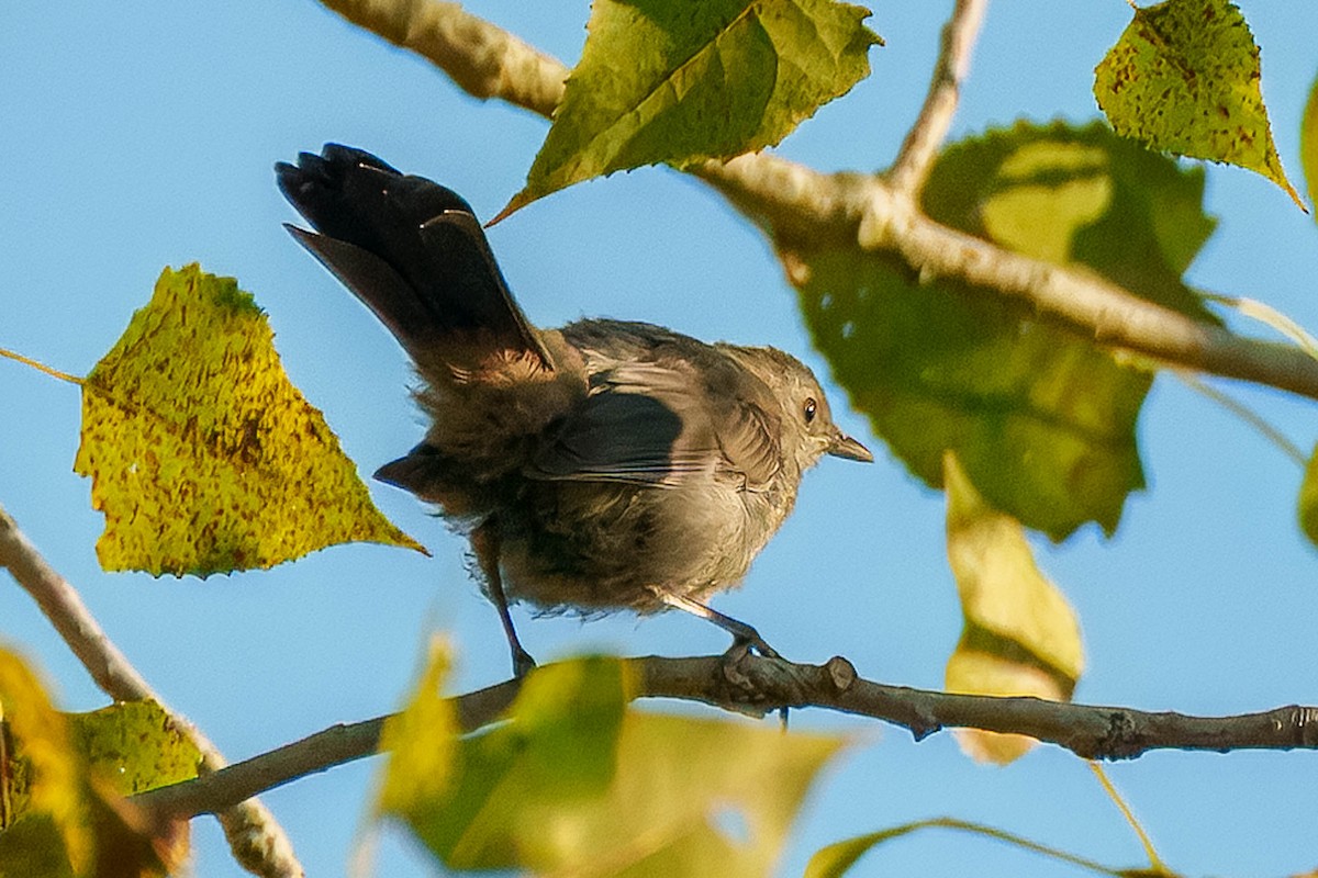 Gray Catbird - ML640510488