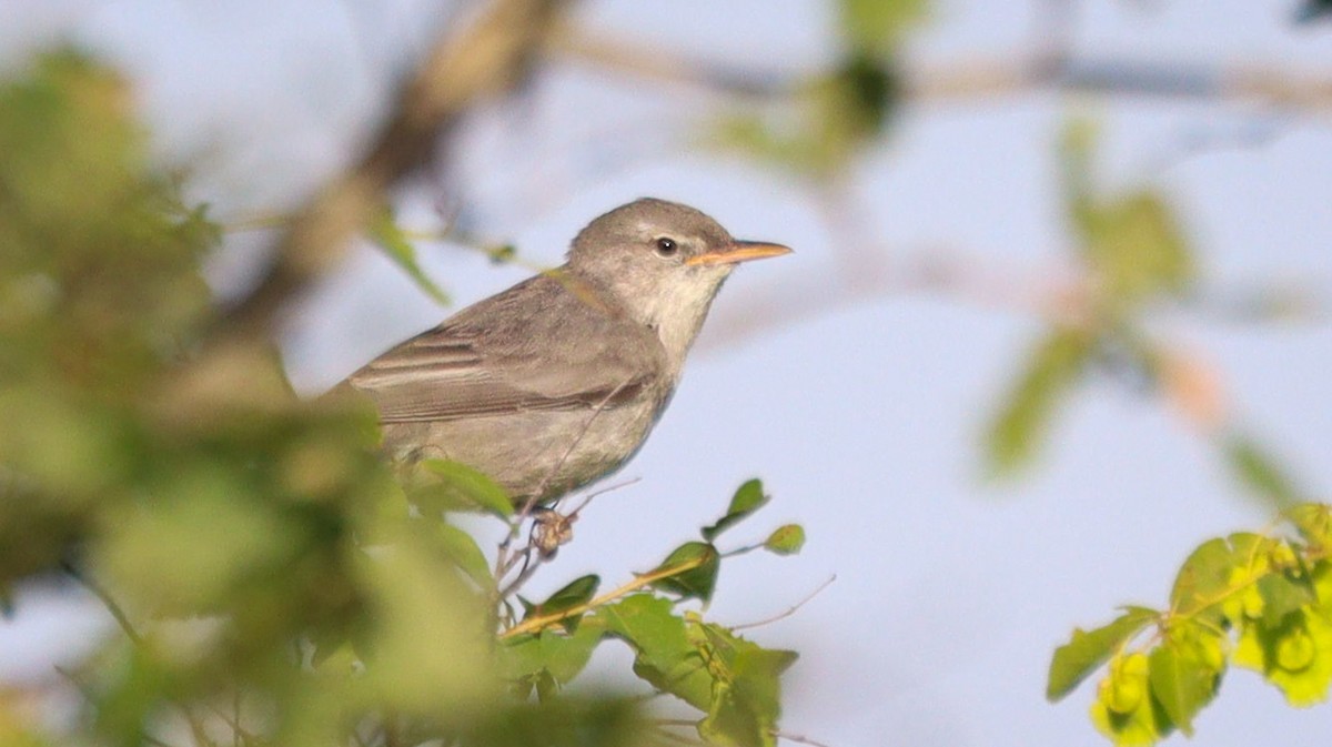 Olive-tree Warbler - ML640510489