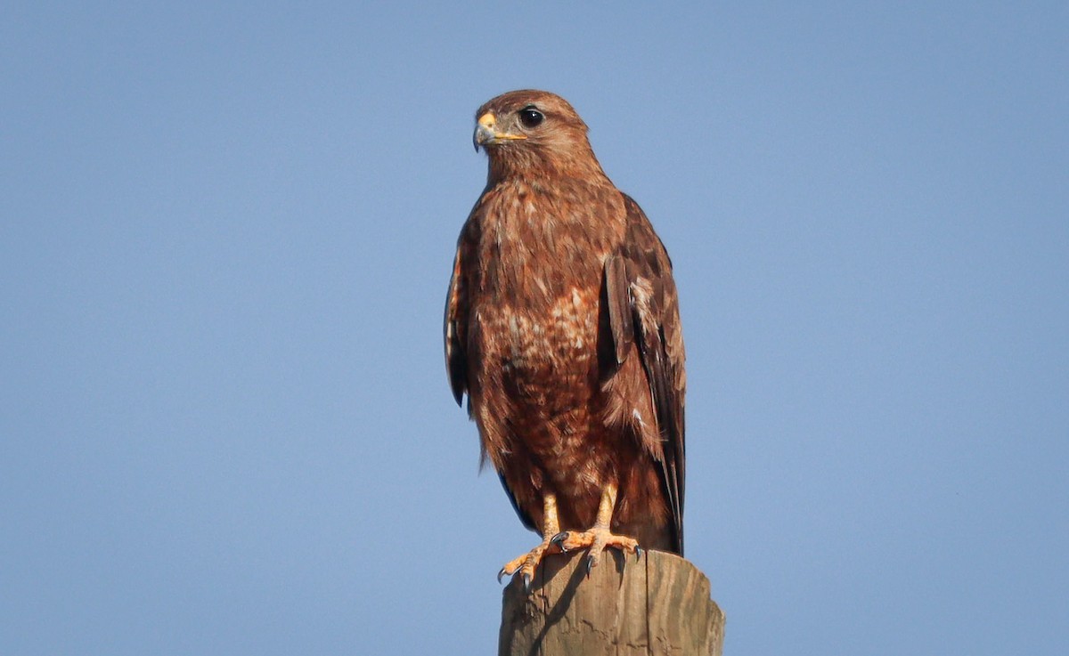 Mäusebussard (vulpinus/menetriesi) - ML640510495