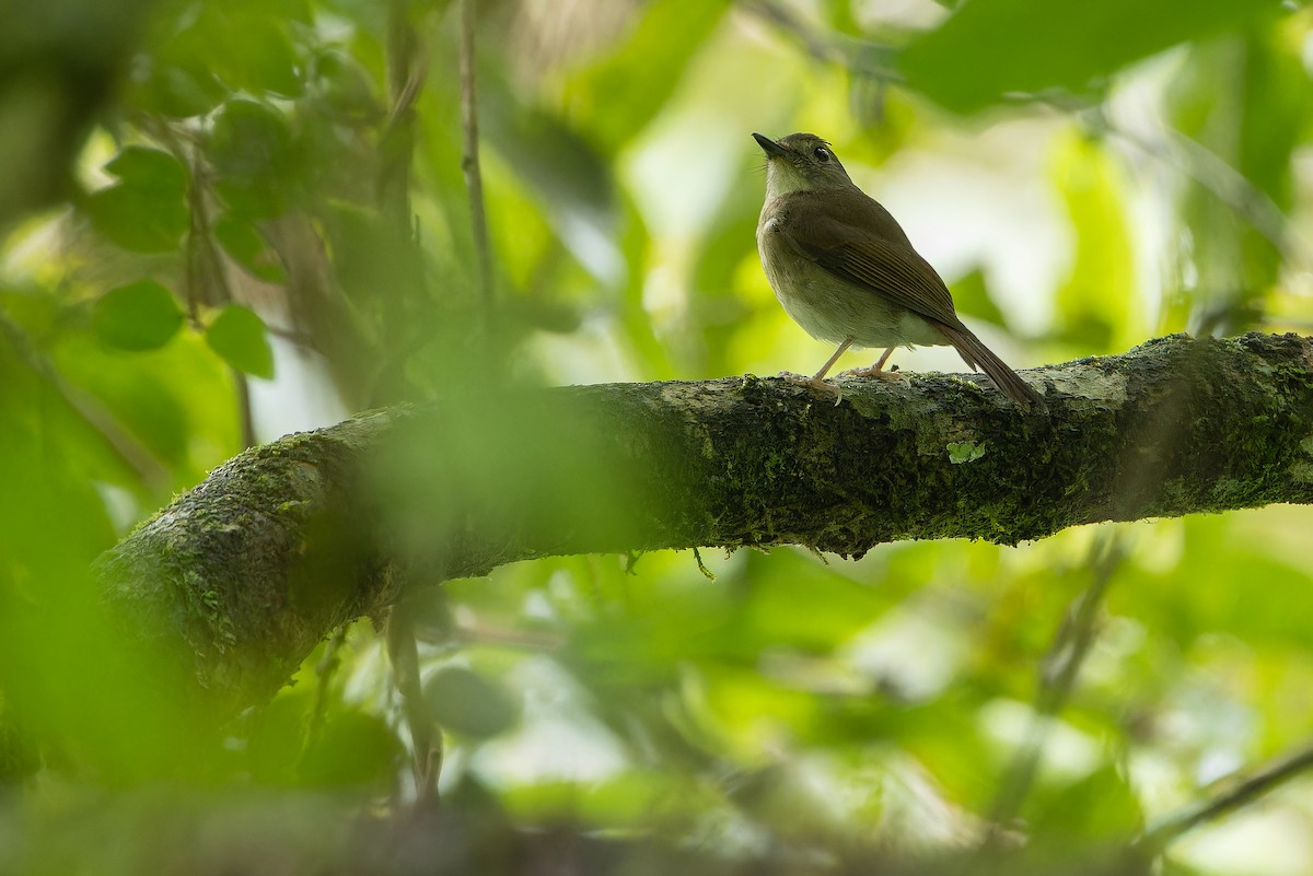 Fulvous-chested Jungle Flycatcher - ML640510528