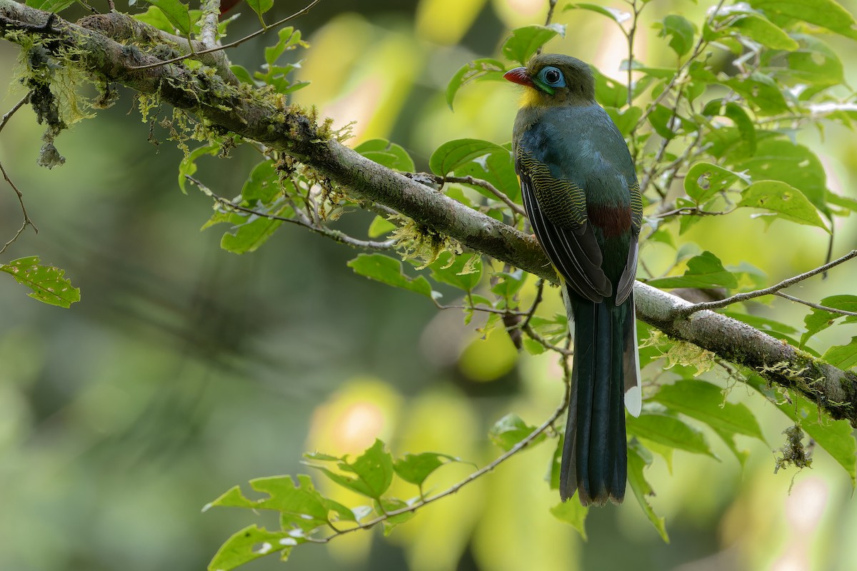 Sumatran Trogon - ML640510589