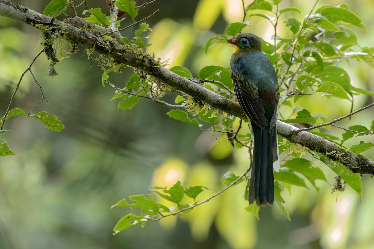 Sumatran Trogon - ML640510590