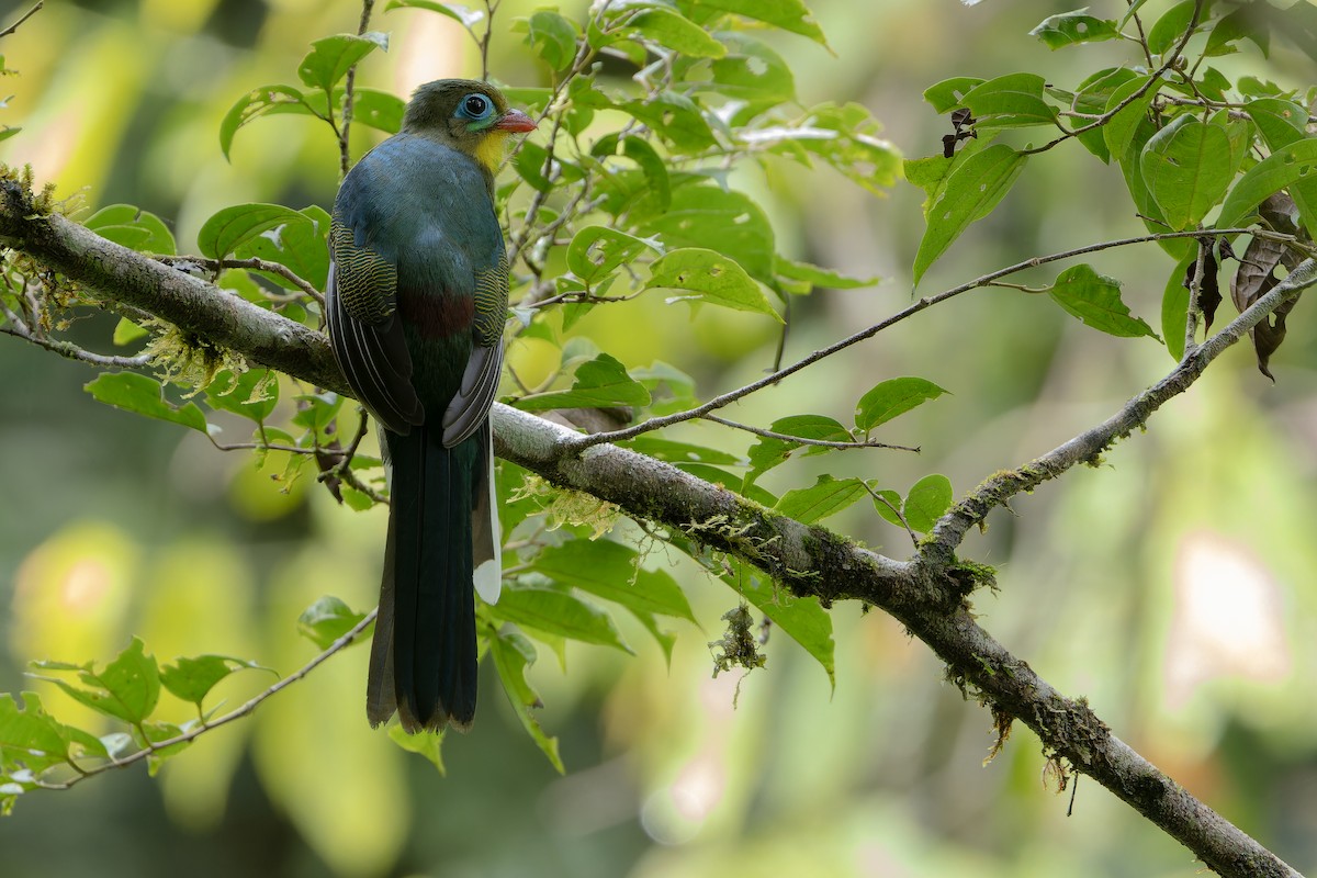 Sumatran Trogon - ML640510598