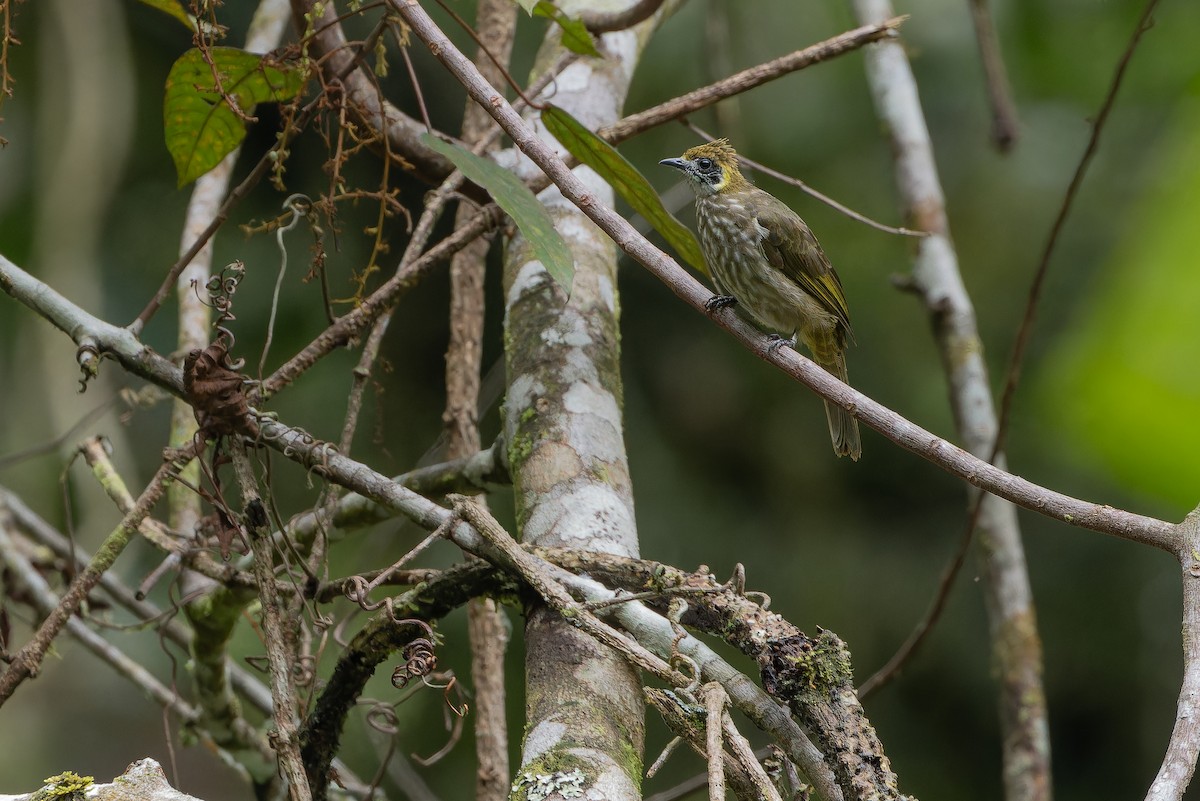 Spot-necked Bulbul - ML640510625
