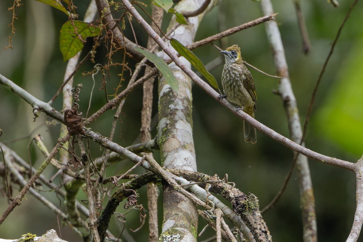 Spot-necked Bulbul - ML640510626