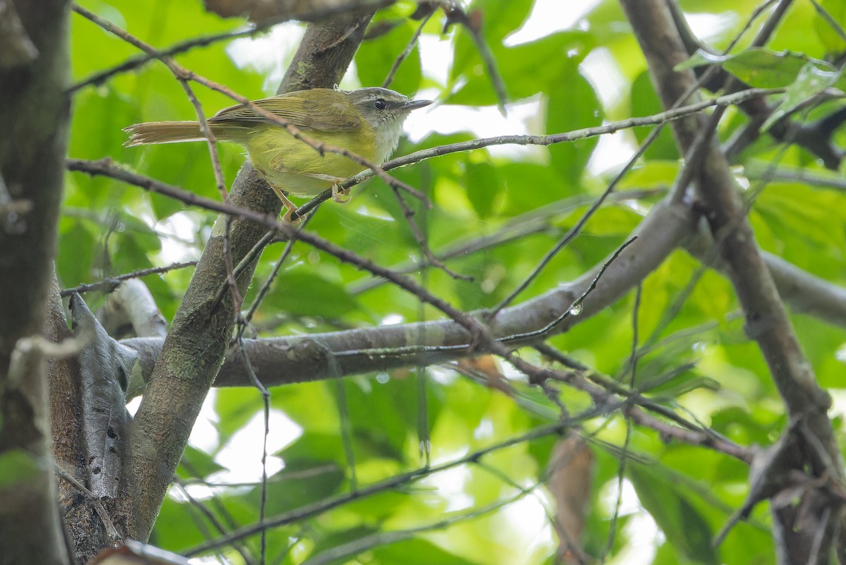 Yellow-bellied Warbler - ML640510652