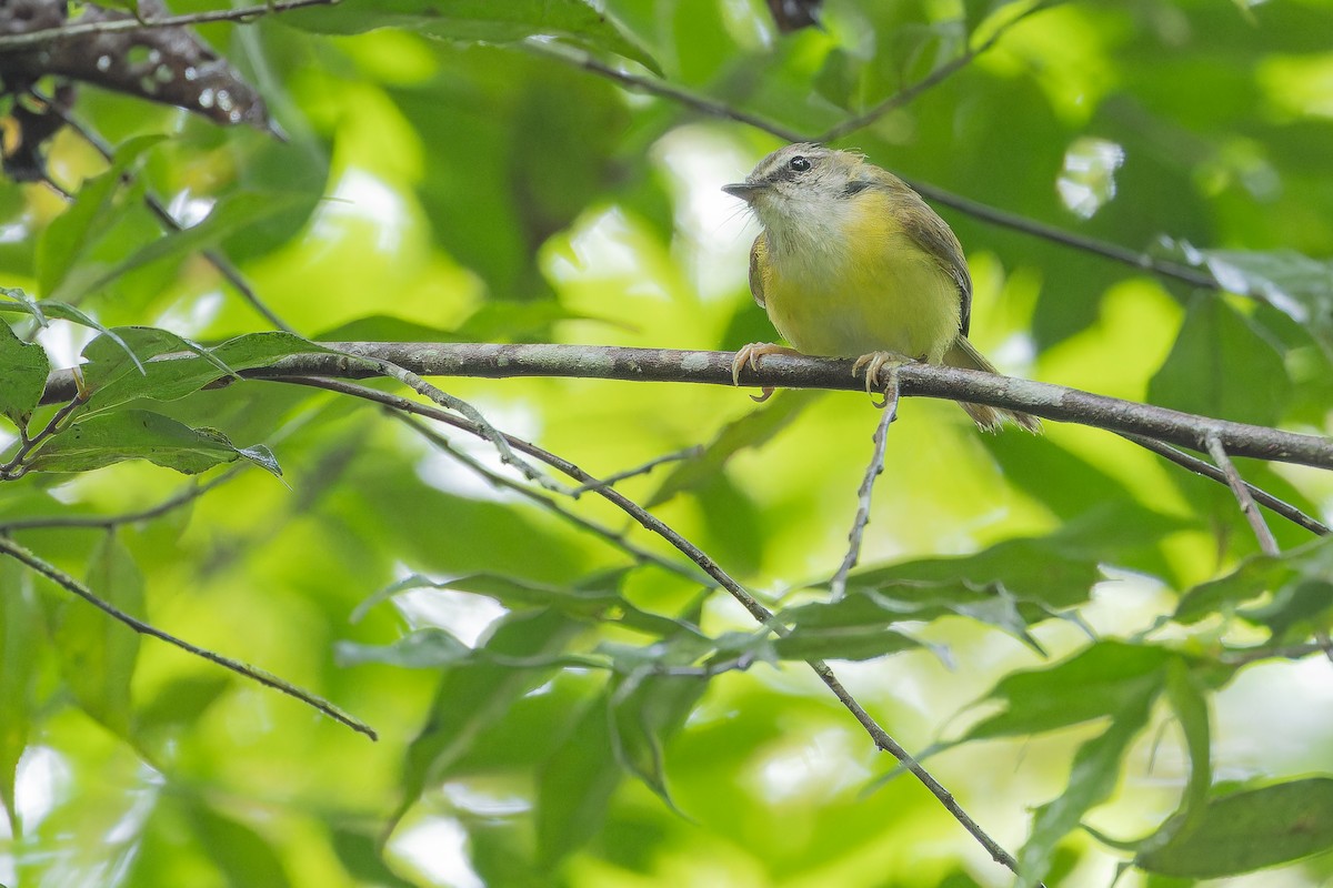 Yellow-bellied Warbler - ML640510653
