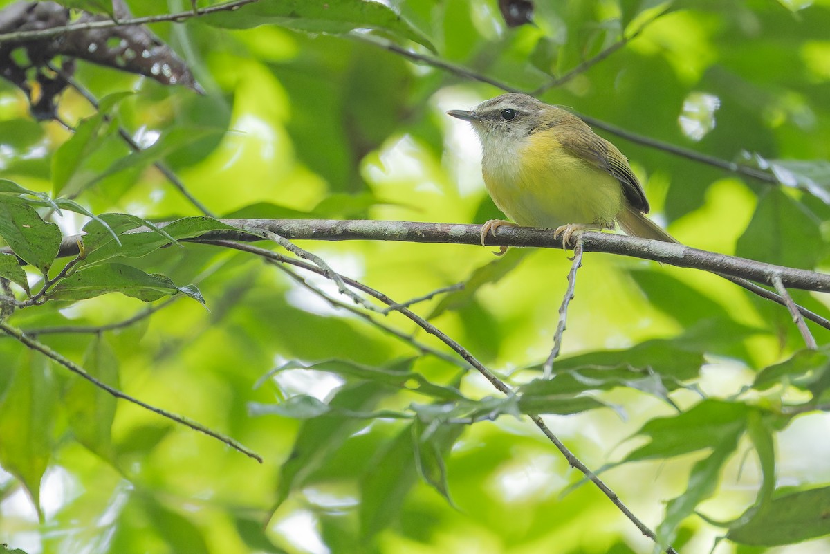 Yellow-bellied Warbler - ML640510654