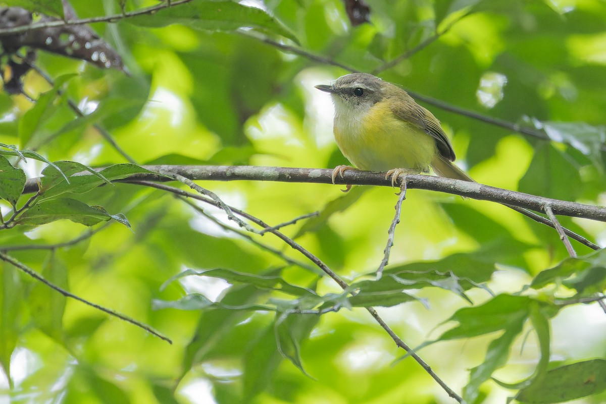 Yellow-bellied Warbler - ML640510655