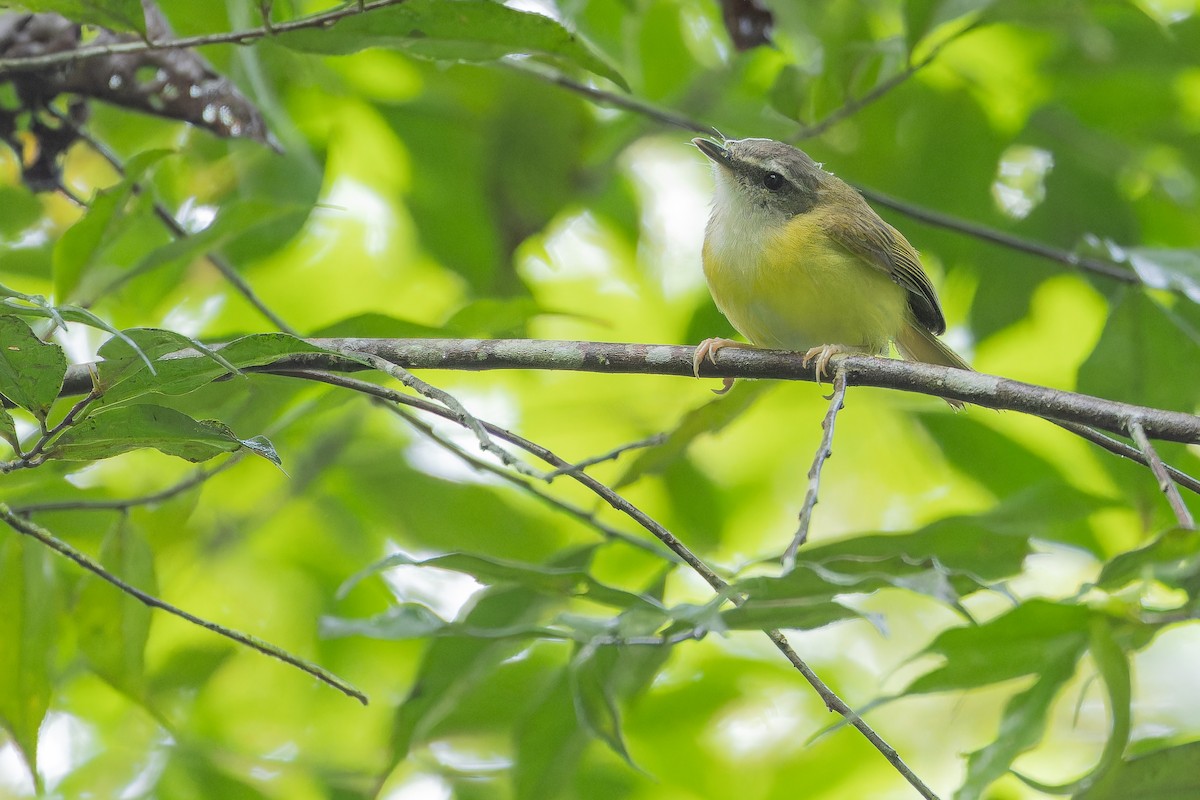 Yellow-bellied Warbler - ML640510656