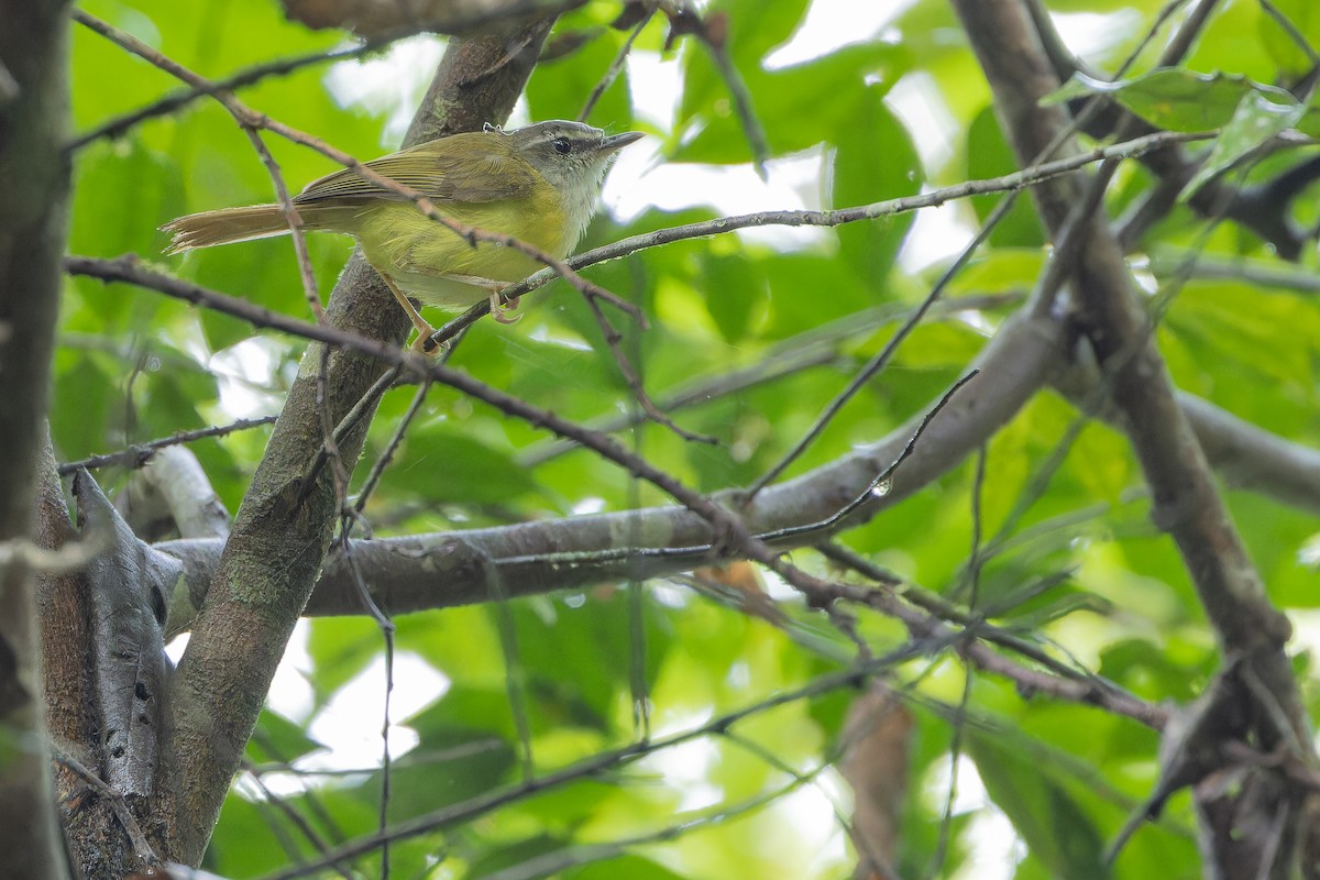 Yellow-bellied Warbler - ML640510657