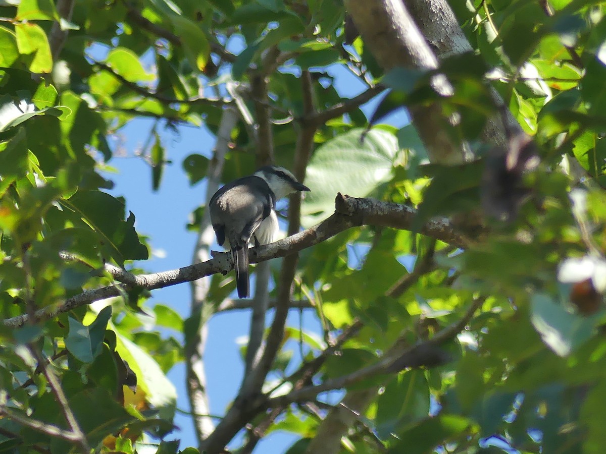 Ashy Minivet - ML640510691