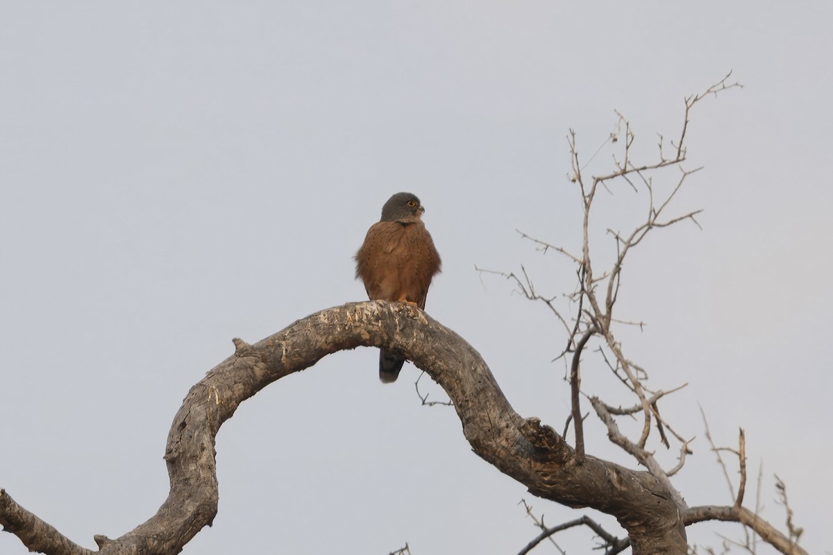 Rock Kestrel - ML640510713