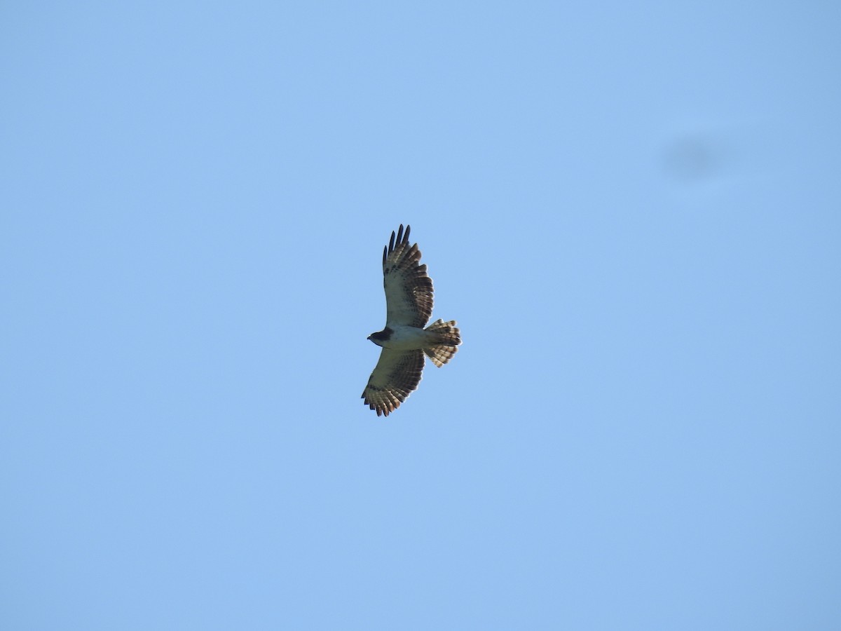Short-tailed Hawk - ML640510728