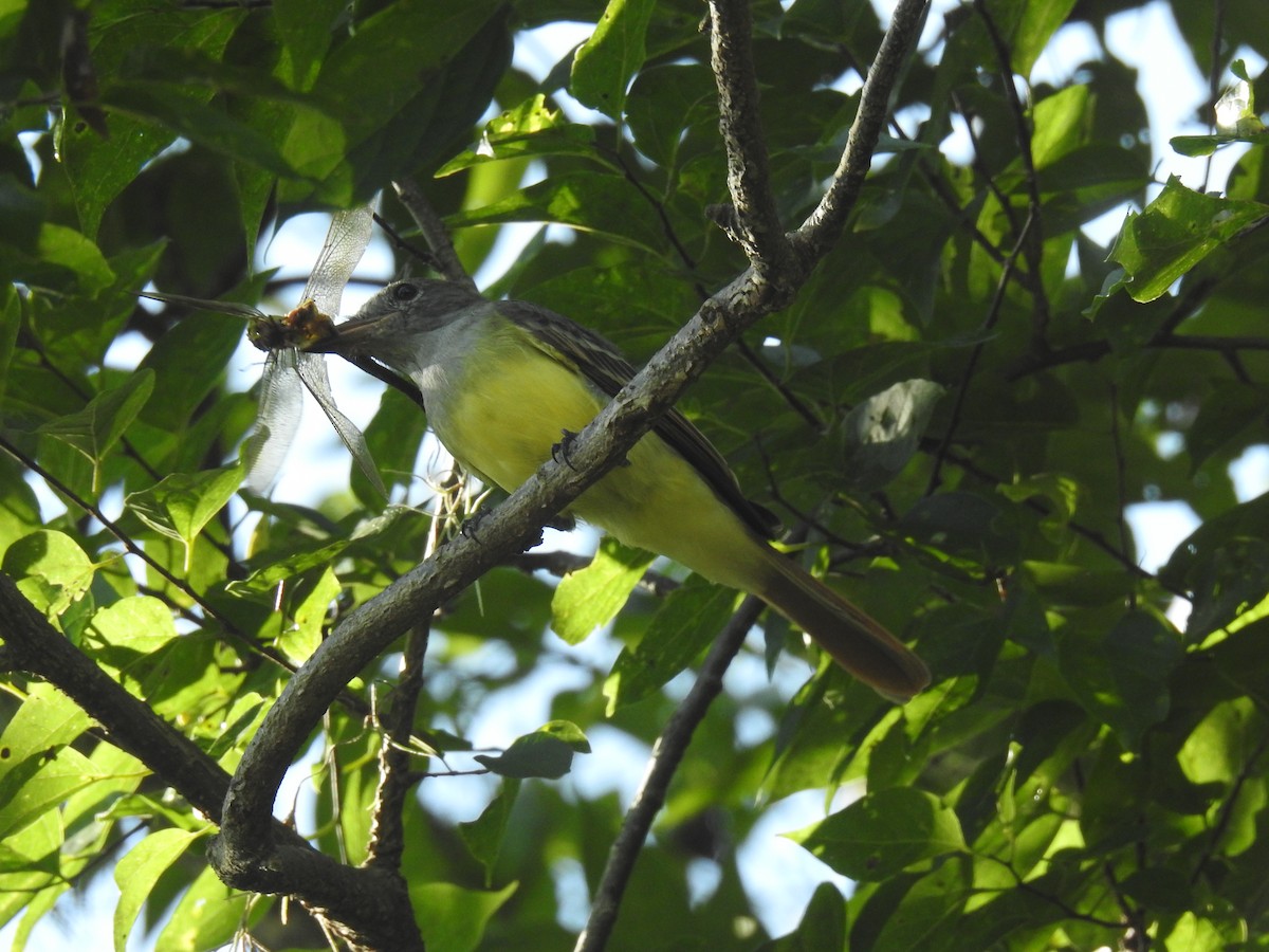 Great Crested Flycatcher - ML640510737