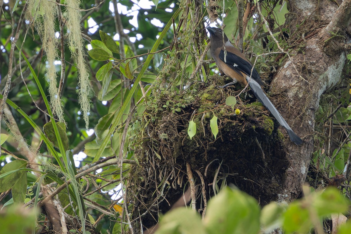 Sumatran Treepie - ML640510778