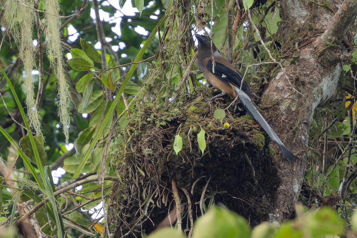 Sumatran Treepie - ML640510779