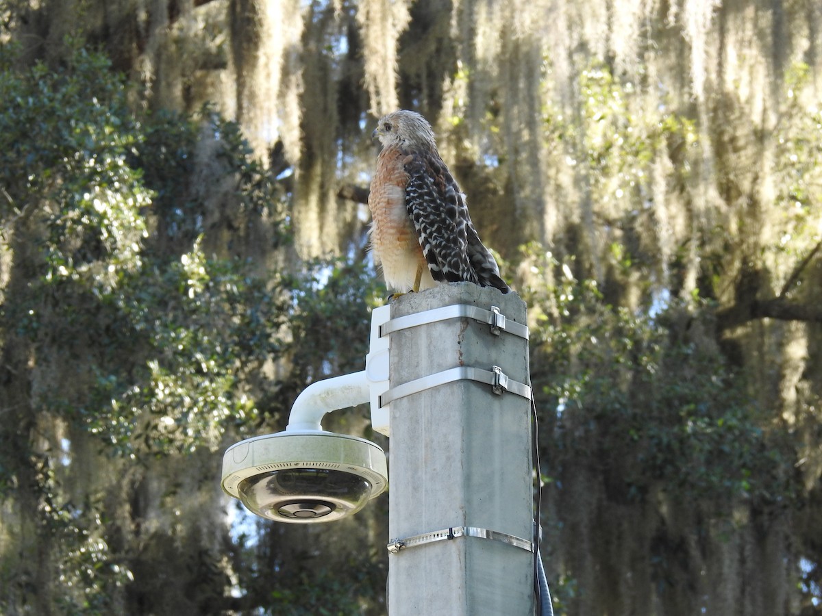 Red-shouldered Hawk - ML640510790