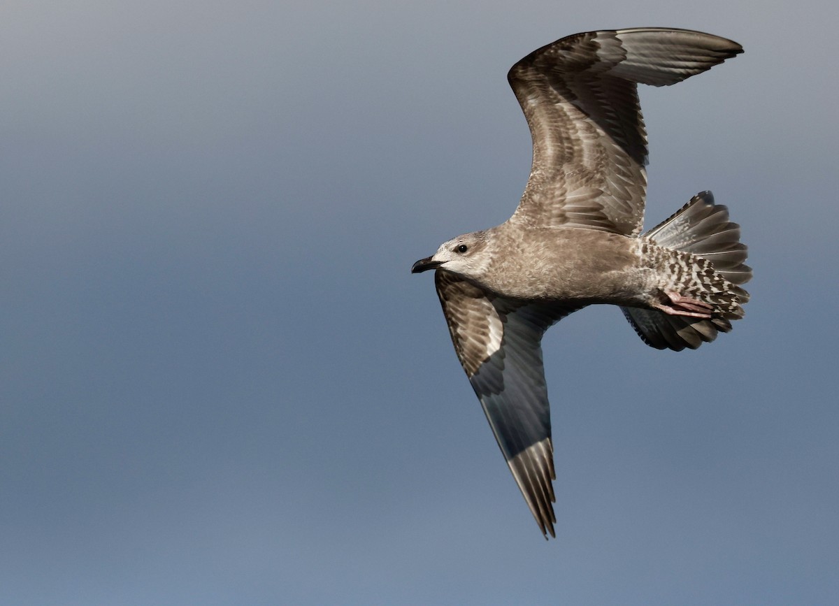 Kaio hauskara amerikarra - ML640510881