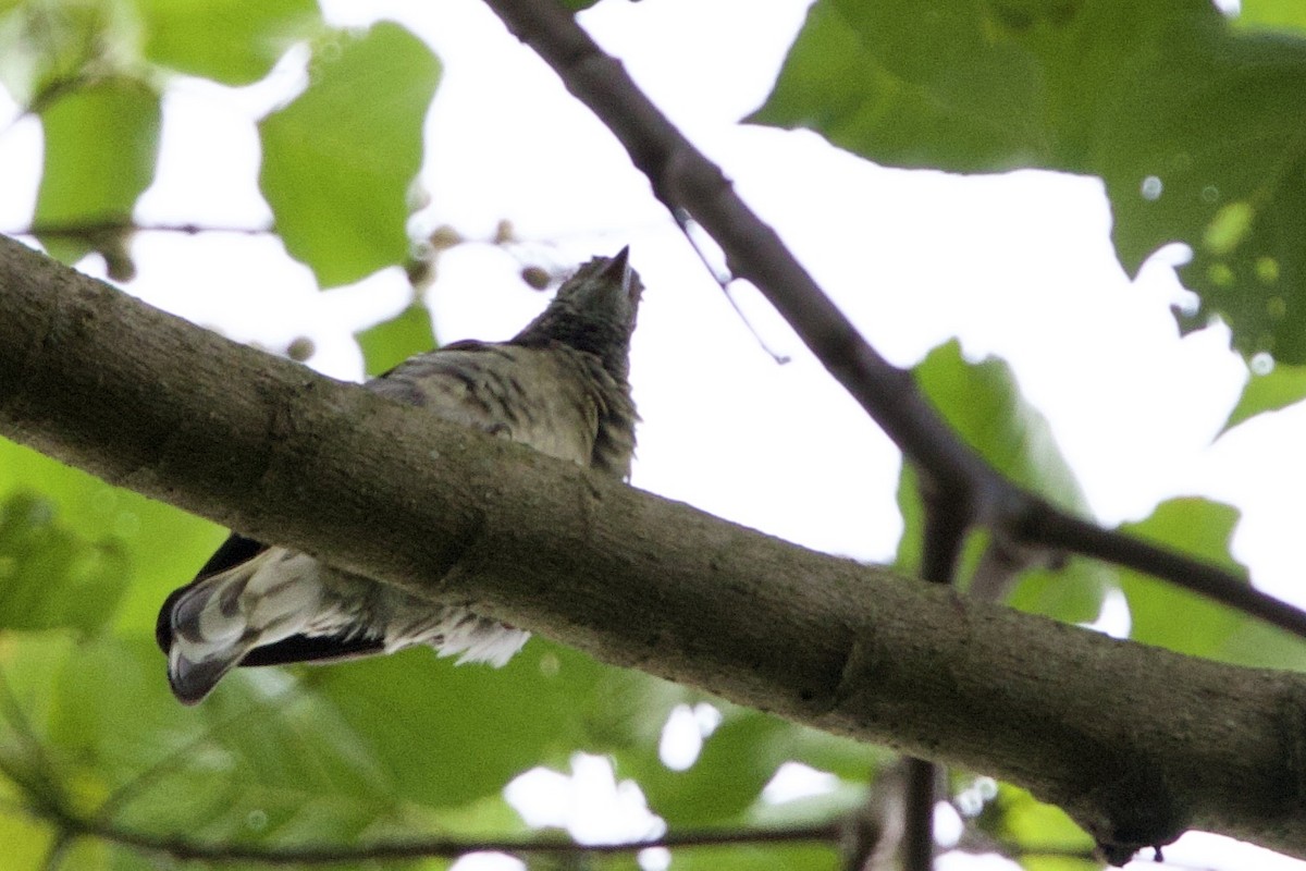 Scaly-throated Honeyguide - ML640510927