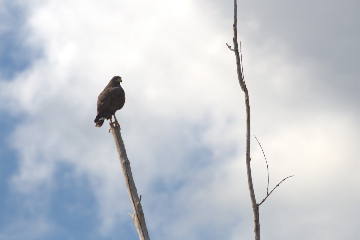 Cuban Black Hawk - ML640510952